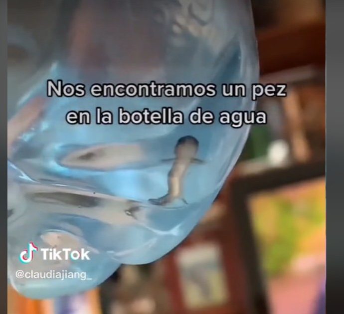 “Ho visto qualcosa muoversi nella bottiglia d’acqua”. La scoperta choc della tiktoker: “Era una salamandra”