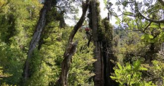 Copertina di Bisnonno, è questo l’albero più vecchio del mondo: ha quasi 5.500 anni e gli scienziati cercano in esso il segreto per resistere ai cambiamenti climatici