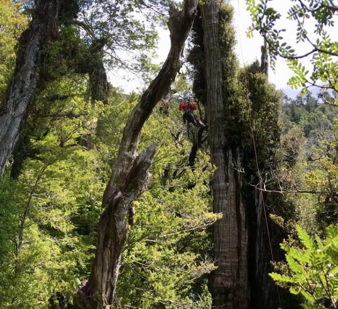 Bisnonno, è questo l’albero più vecchio del mondo: ha quasi 5.500 anni e gli scienziati cercano in esso il segreto per resistere ai cambiamenti climatici