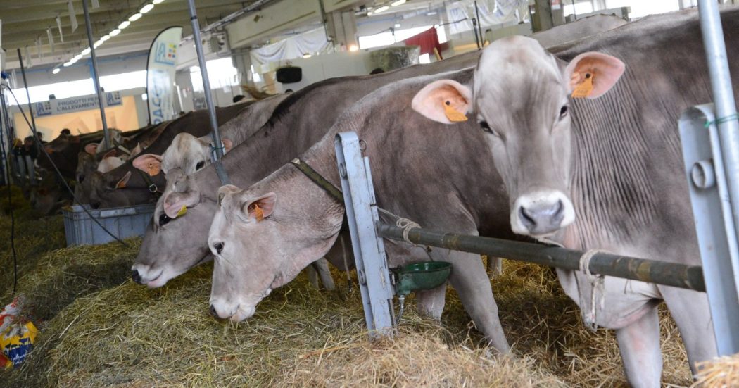 “Gli allevamenti intensivi di bovini non sono industrie inquinanti”: l’Europarlamento affossa il Green Deal e fa un regalo alle lobby del settore