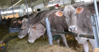 Copertina di “Gli allevamenti intensivi di bovini non sono industrie inquinanti”: l’Europarlamento affossa il Green Deal e fa un regalo alle lobby del settore