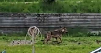 Copertina di Auronzo di Cadore, lupo sbrana un cervo nel giardino di un hotel e poi si allontana per le vie del centro: il video dell’aggressione