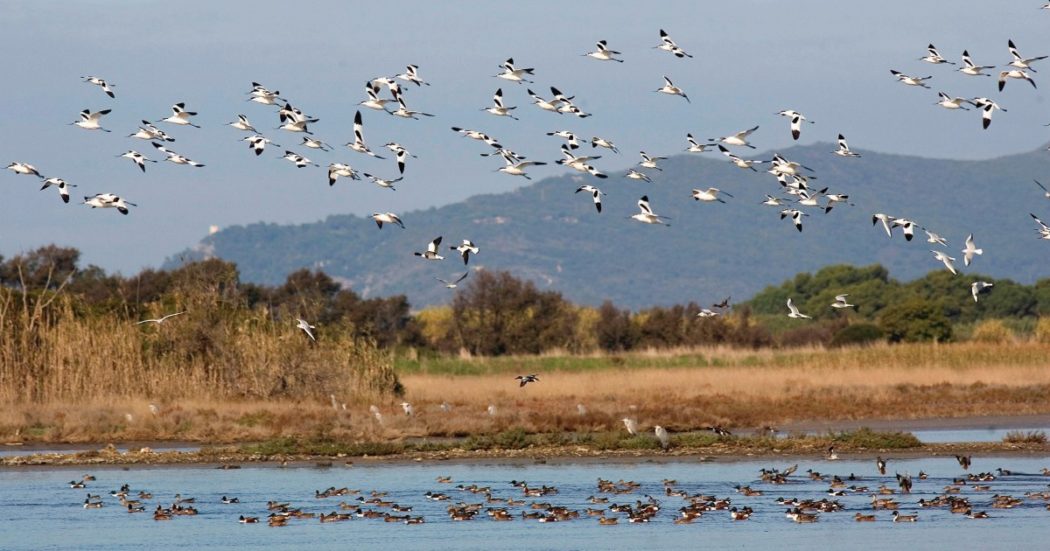 COP16.2, accordo finanziario fondamentale per la biodiversità. Ma i fondi scarseggiano