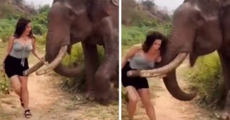 Copertina di Turista infastidisce un elefante, l’animale perde la pazienza e l’attacca scagliandola in aria con la proboscide – VIDEO