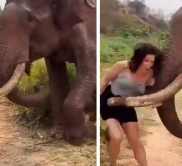 Turista infastidisce un elefante, l’animale perde la pazienza e l’attacca scagliandola in aria con la proboscide – VIDEO
