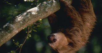 Copertina di Scoperta sui bradipi: la loro pelliccia potrebbe aiutare a combattere la resistenza agli antibiotici