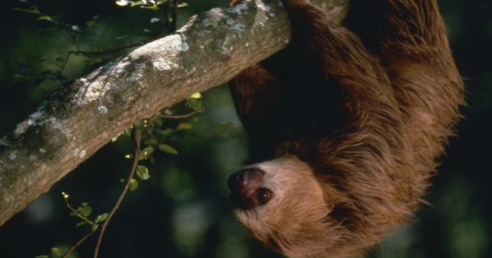 Scoperta sui bradipi: la loro pelliccia potrebbe aiutare a combattere la resistenza agli antibiotici
