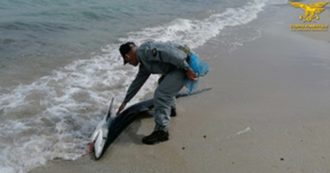 Copertina di Sardegna, squalo spiaggiato a riva partorisce venti cuccioli e muore. I piccoli salvati dai forestali e liberati in mare
