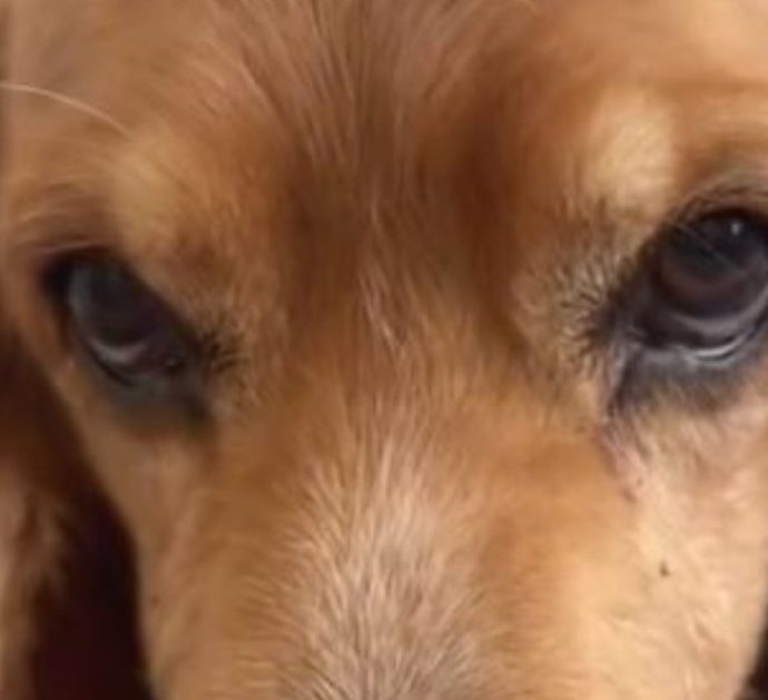 “Il mio cane ha morso mia figlia al volto ma io ho scelto di tenerlo perché li amo allo stesso modo”: il racconto di una mamma scatena la polemica social