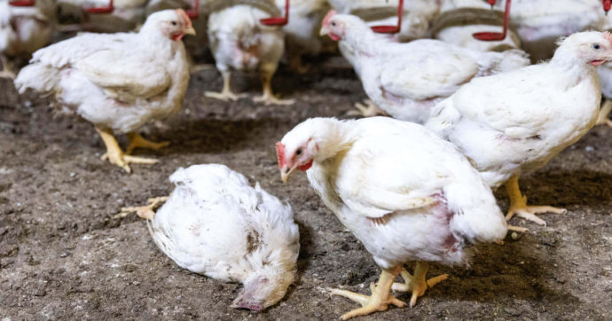 Migliorare il benessere dei polli da carne costa pochissimo: serve l’impegno dell’intera filiera
