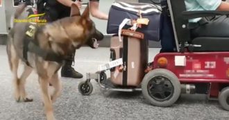 Copertina di Otto chili di cocaina nascosti nella sedia a rotelle: corriere della droga “fregato” dal cane finanziere Cosmo allo sbarco dall’aereo. Il video