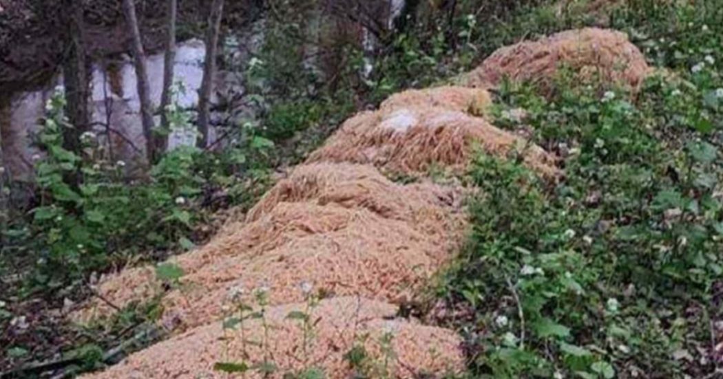Ci sono 200 chili di pasta bollita nel bosco, vicino a un torrente: perché?