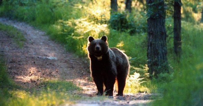 Sospeso l’abbattimento degli orsi Jj4 e Mj5: il Consiglio di Stato accoglie il ricorso degli animalisti