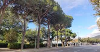 Come salvare i pini di una città: da Trieste un decalogo per buoni amministratori