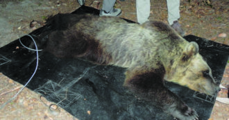 Copertina di Orsi&C., come difendersi dai predatori senza ucciderli