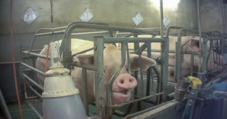 Negli allevamenti intensivi le scrofe passano metà vita in gabbia. Ma gli italiani sono contrari