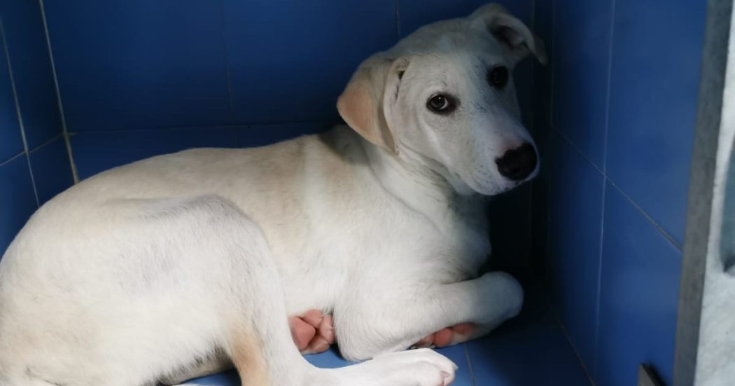 Abusi sessuali su una cagnolina per fare un dispetto alla moglie, 52enne a processo