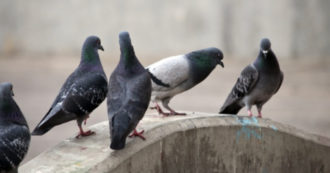 Copertina di “La mia vicina dà da mangiare ai piccioni, ne arrivano tantissimi: sporcizia e rumore”. Scatta la denuncia e arriva la multa, ma niente cambia: ecco cosa è successo