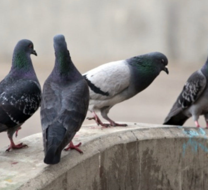 “La mia vicina dà da mangiare ai piccioni, ne arrivano tantissimi: sporcizia e rumore”. Scatta la denuncia e arriva la multa, ma niente cambia: ecco cosa è successo