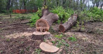 Copertina di Milano e la maestosa quercia abbattuta per fare spazio al cemento