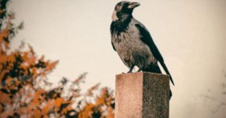 Copertina di Donne impalate nella Vienna imperiale e un becchino-detective affianca la polizia