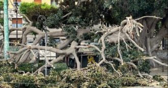 Copertina di Ficus monumentale cade in pieno centro a Cagliari: distrutta un’edicola
