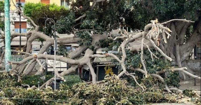 Ficus monumentale cade in pieno centro a Cagliari: distrutta un’edicola