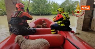Copertina di Alluvione a Faenza, così i Vigili del Fuoco salvano due cani rimasti intrappolati dopo gli allagamenti – Video