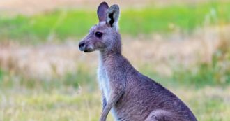 Copertina di “Un grosso canguro è balzato contro un’auto e ha iniziato a prendermi a pugni, poi mi ha inseguito e ha cercato di annegarmi in una pozzanghera”: il racconto di Don James