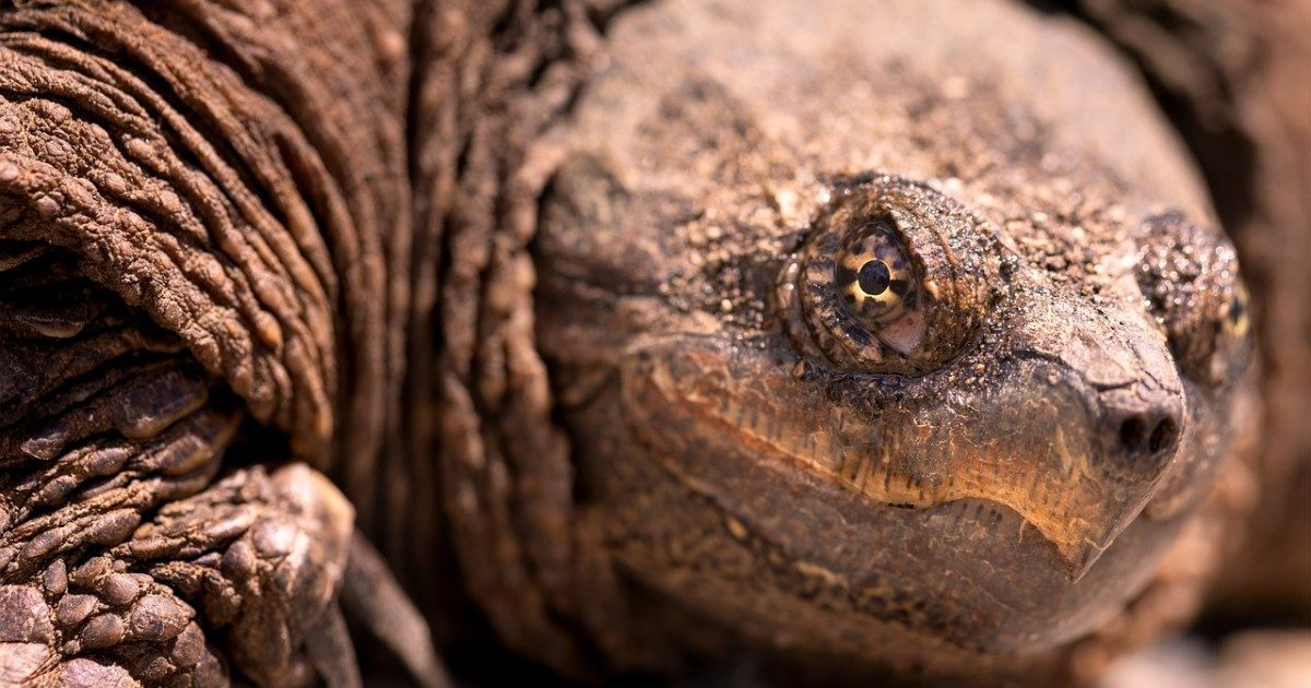 Tartaruga azzannatrice catturata a Roma: “Sembra un dinosauro, è molto pericolosa. Può amputare un dito con un morso”