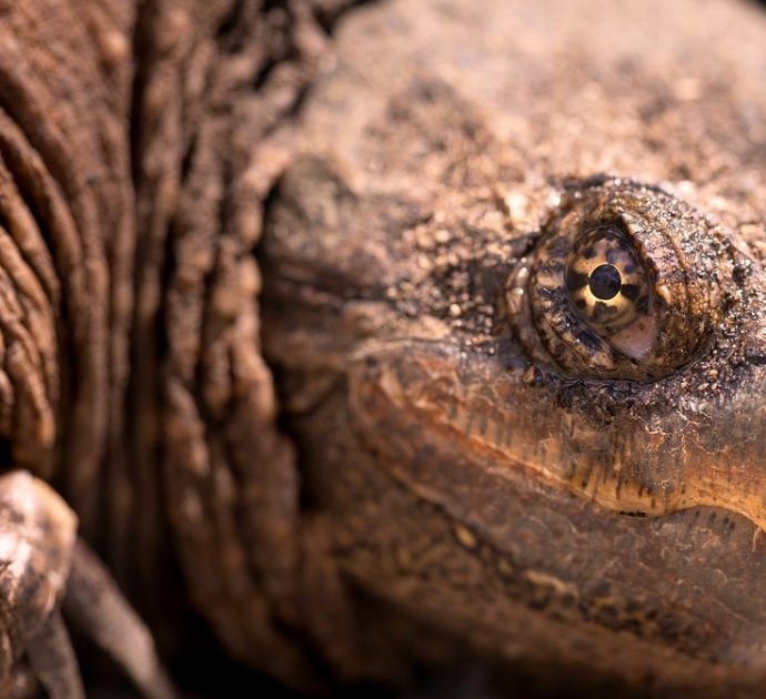 Tartaruga azzannatrice catturata a Roma: “Sembra un dinosauro, è molto pericolosa. Può amputare un dito con un morso”