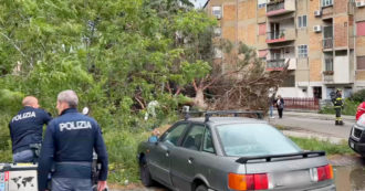 Copertina di Porta a spasso il cane, avvocato viene ucciso dal crollo di un albero a Reggio Calabria