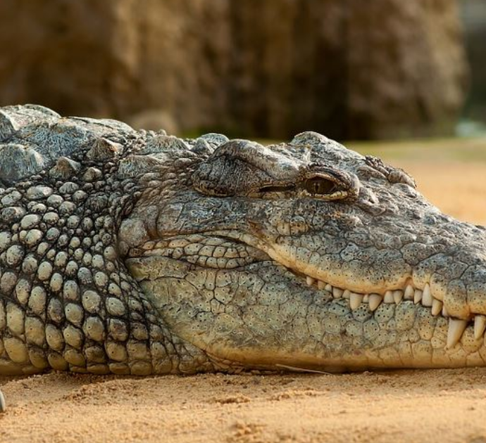 Donna aggredita e uccisa da un coccodrillo: il corpo è stato ritrovato nelle fauci del rettile 90 minuti dopo l’attacco mortale