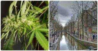 Copertina di Amsterdam, stretta in arrivo: multa da 100 euro per chi fuma marijuana per le strade del quartiere a luci rosse