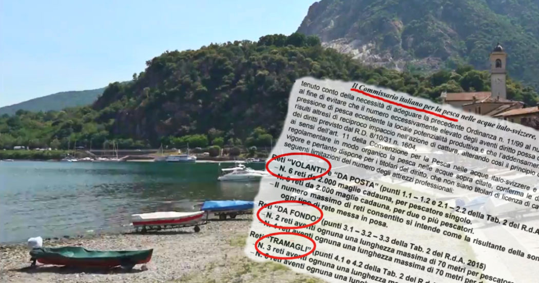 Guerra del pesce sul Lago Maggiore, i pescatori dilettanti lo “rubano” ai professionisti grazie all’ordinanza del commissario (anche lui dilettante)