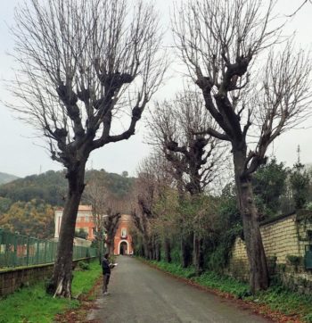 Castellammare di Stabia: gli ippocastani da salvare