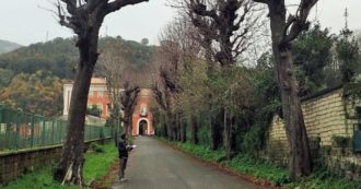 Copertina di Castellammare di Stabia: gli ippocastani da salvare