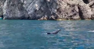 Copertina di Danze e piroette nel mare di Capri: i delfini sorprendono i turisti in barca – Video