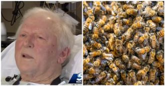 Copertina di Oltre 200 api “assassine” lo attaccano per più di tre ore, 81enne è vivo per miracolo: “Mi volavano anche dentro il naso e nelle orecchie”