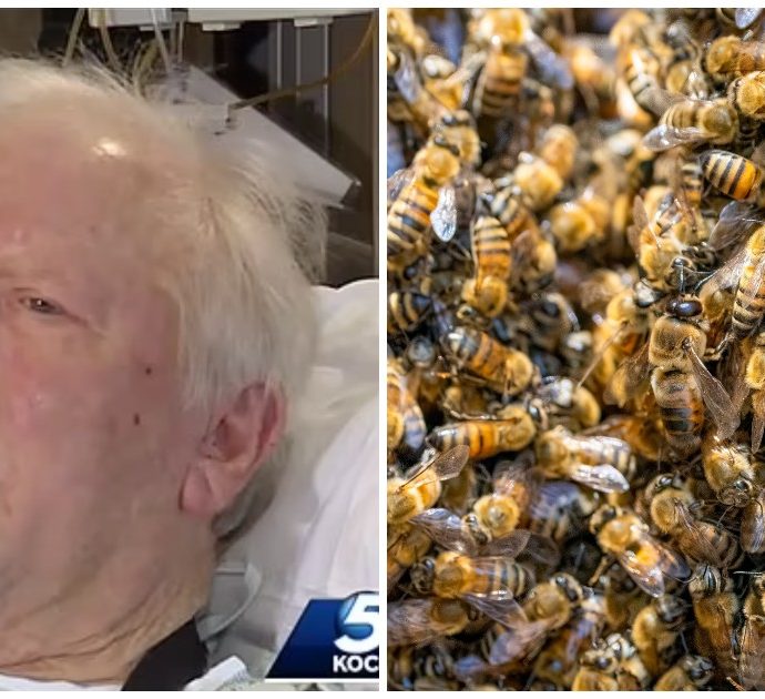 Oltre 200 api “assassine” lo attaccano per più di tre ore, 81enne è vivo per miracolo: “Mi volavano anche dentro il naso e nelle orecchie”