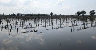 Copertina di Alluvione Romagna, gli agricoltori denunciano il fenomeno ‘mai visto’: il caldo rende bollente l’acqua dei ristagni e i raccolti marciscono