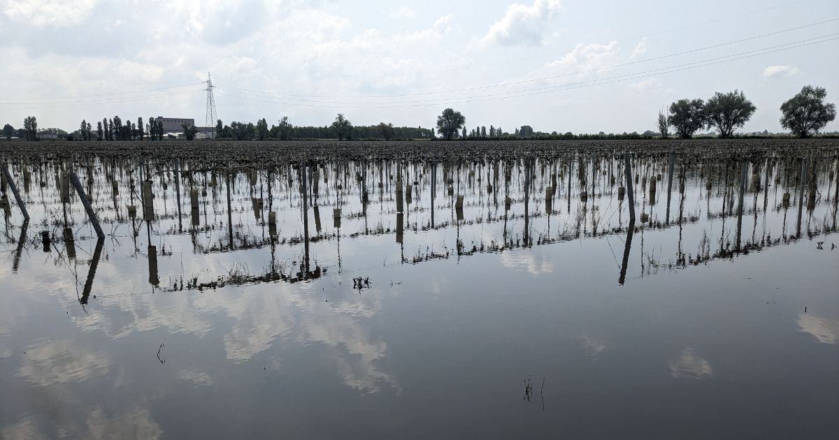 Alluvione Romagna, gli agricoltori denunciano il fenomeno ‘mai visto’: il caldo rende bollente l’acqua dei ristagni e i raccolti marciscono
