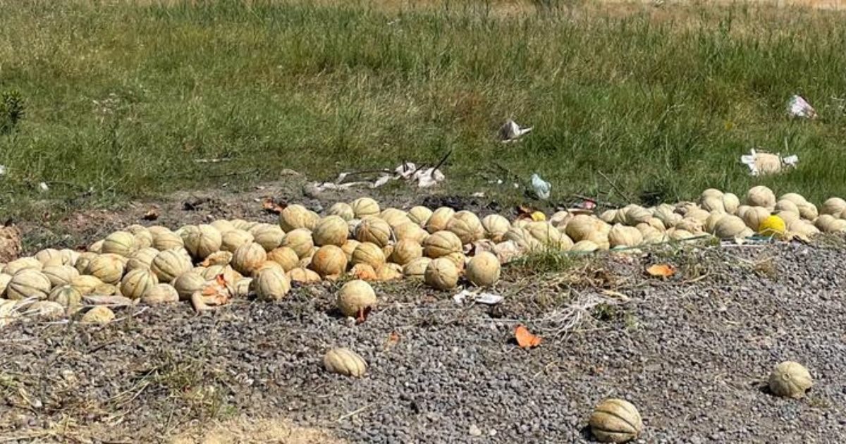 Meloni d’eccellenza buttati al macero in Sicilia: la sovrapproduzione (dovuta al clima) abbatte il prezzo e imballare costa troppo. Così non conviene vendere