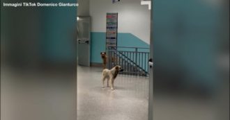 Copertina di Cani randagi vagano per l’ospedale di Lamezia Terme: è polemica. Rimpallo di responsabilità tra Azienda sanitaria e Comune