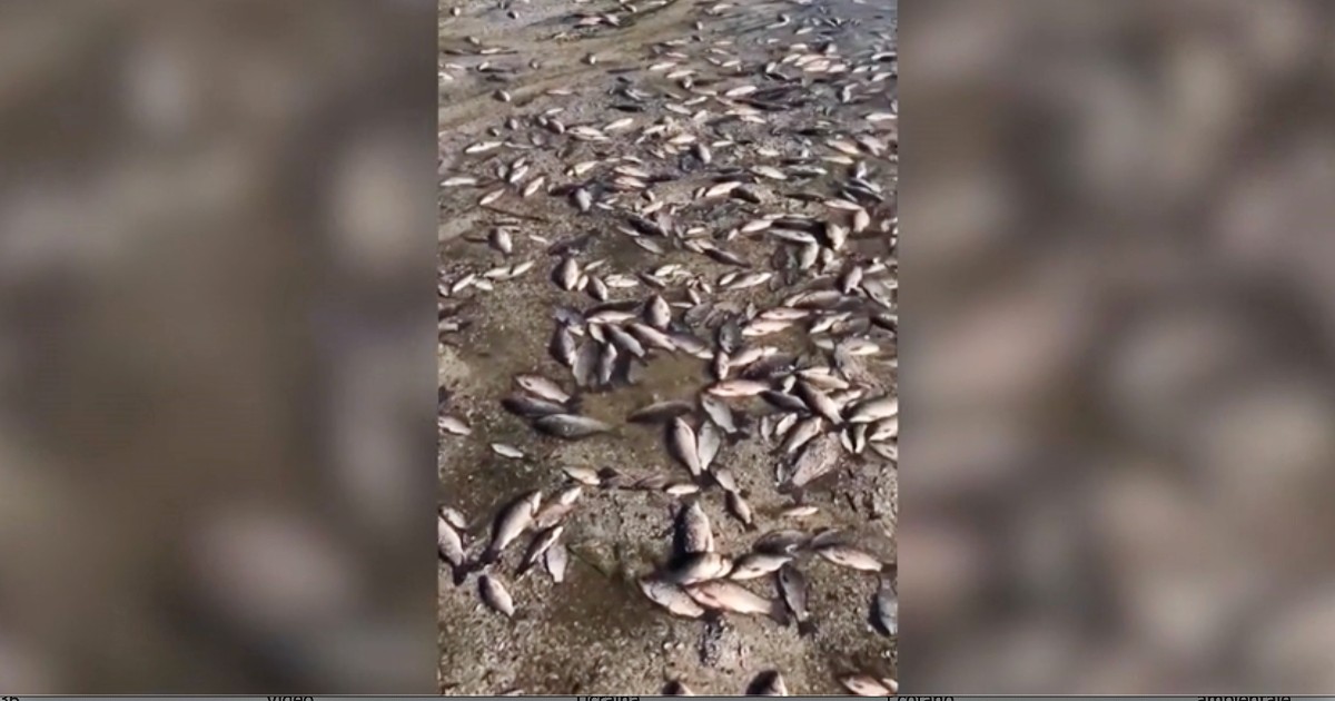 Ucraina, governo di Kiev pubblica immagini della moria di pesci dopo la distruzione della diga di Nova Kakhovka