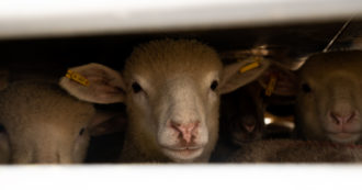 Copertina di Sul trasporto di animali vivi un incontro al Parlamento Ue ha evidenziato le lacune della normativa