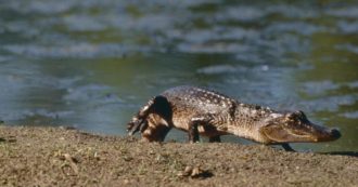 Copertina di Una femmina di coccodrillo depone uova senza essere fecondata: è il primo caso al mondo di partenogenesi per questa specie
