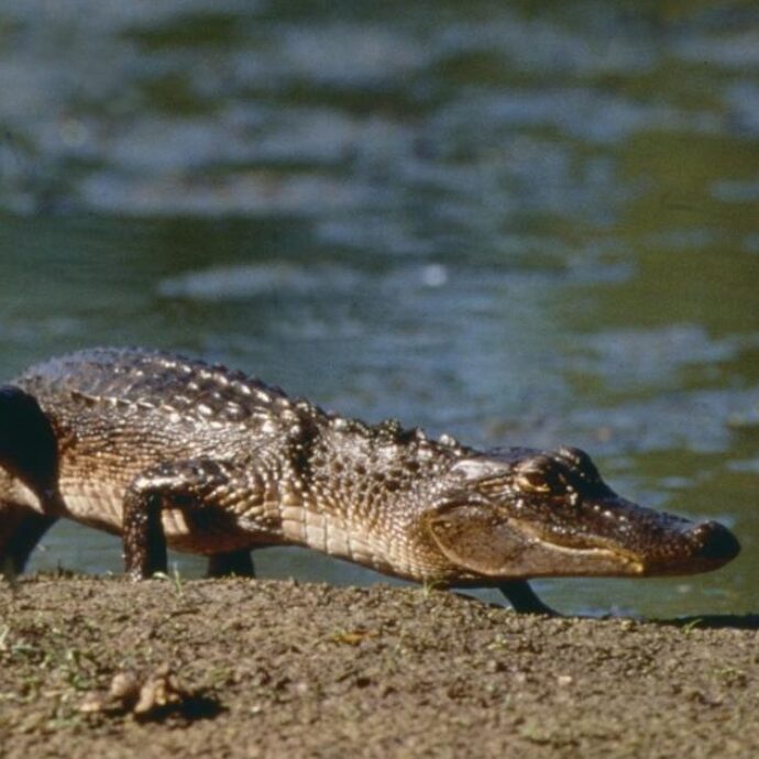 “Coccodrillo avvistato nel fiume, scatta la psicosi a Ladispoli”: il sindaco invita alla cautela