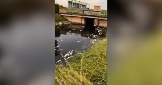 Copertina di Acqua scura e migliaia di pesci morti nel canale Mandriola a Ravenna: il video
