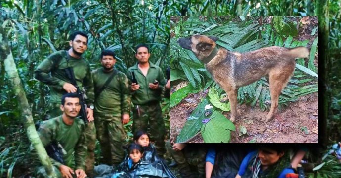 Colombia, disperso il cane Wilson: ha aiutato a trovare i 4 bambini sopravvissuti nella giungla